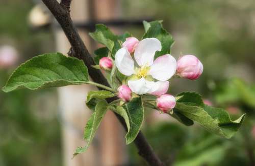 Apple Blossom Apple Tree Bloom Blossom Bloom