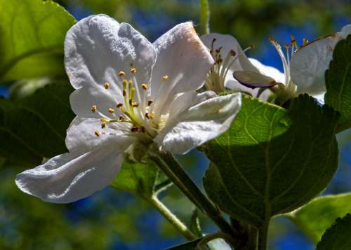 Apple Blossom In Arkansas Blossom Spring Bloom