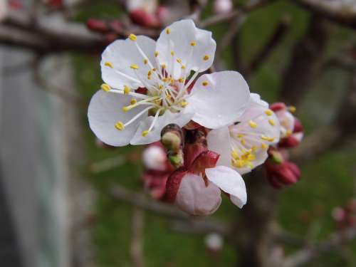 Apricot Blossom Bloom Spring Tree Bloom Tender