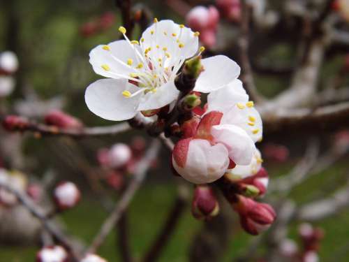 Apricot Blossom Bloom Spring Tree Bloom Tender