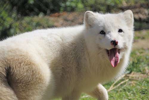 Arctic Fox Fuchs White Wild Animal Snow Fox