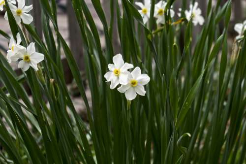Arkansas Paperwhite Daffodils Narcissus Garden Bloom