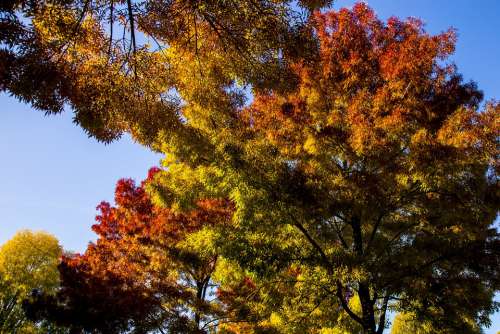 Autumn Trees Colors Forest Landscape Nature