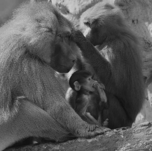 Baboon Monkey Animal Nature Mammal Primate Grey