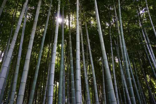 Bamboo Bamboo Forest Japan Outdoor Zen Forest