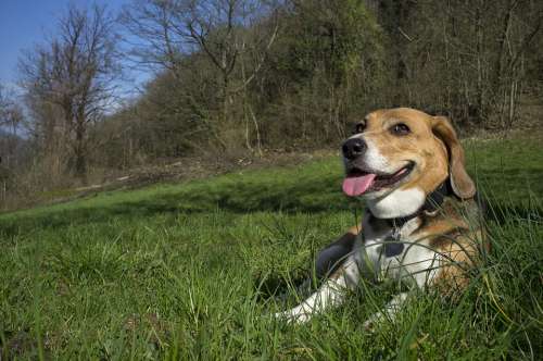 Beagle Dog Pet Animal Grass Lying Green Nature
