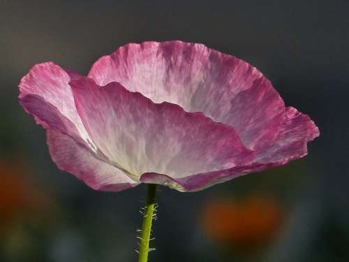 Beautiful Flower Beauty Garden Flowering Floral