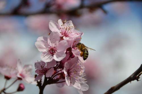 Bee Blood Plum Nectar Branch Flowering Twig Nature