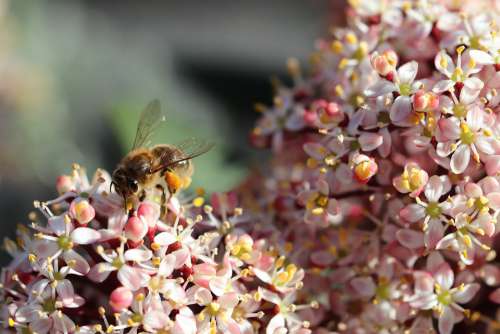 Bee Forage Spring Flowers Honey Insects Pollen