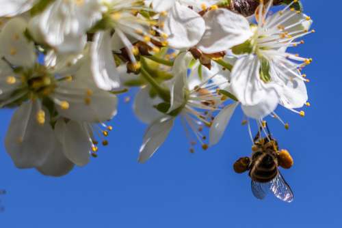 Bee Flower Wood Flourished Natural Pollen Macro