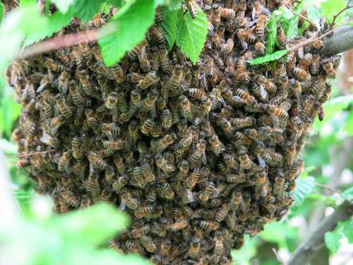 Bees Swarm Summer Insect Honey Bees Beekeeping