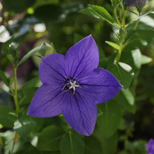 Bellflower Blue Purple Flower Nature