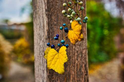 Berries Plant Blue Nature Garden Autumn Gardening