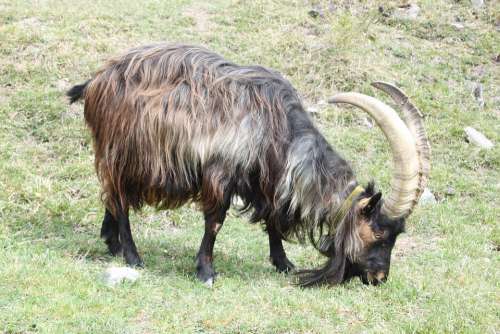 Billy Goat Nature Goat Buck Creature Bock Horns