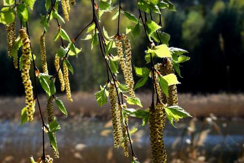 Birch Donuts Flowering Plant Nature Spring