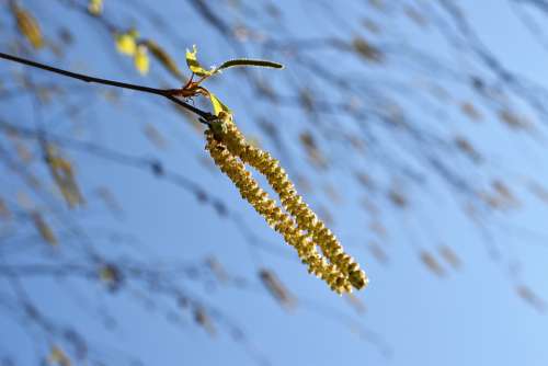 Birch Tree Catkins Green Blue Sky Wind Nature