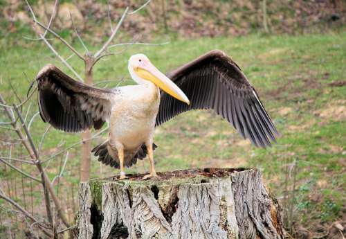 Bird Pelican Feather Wings Beak Flying Nature