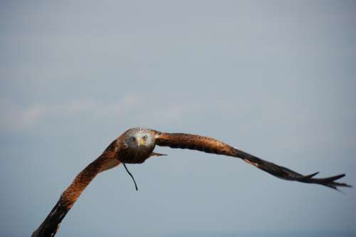 Bird Raptor Flight Nature Bird Of Prey Flying