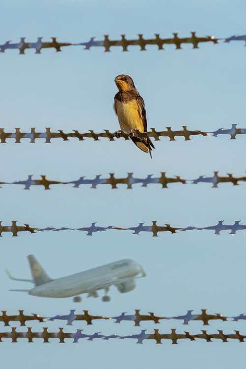 Bird Aircraft Fence Upright