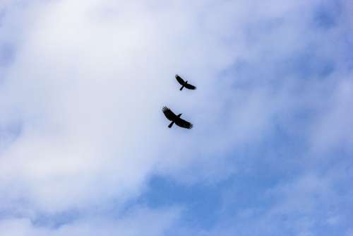 Birds Sky Crow Flight Birds In Flight Clouds