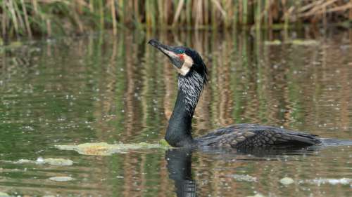 Birds Cormorant Bird Water Marsh