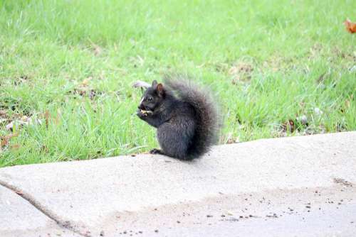 Black Squirrel Animal Rodent Nature Furry