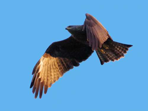 Black Milan Bird Of Prey Milan Nature Raptor
