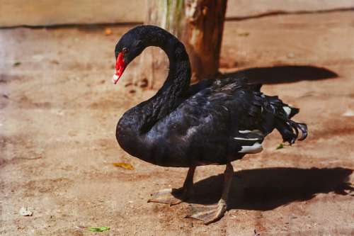 Black Swan Birds Zoograd Pushkinskiye Gory