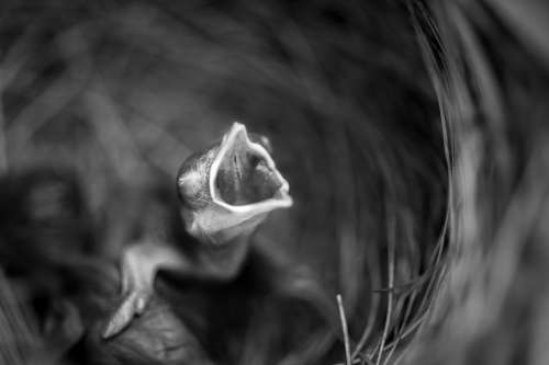 Blackandwhite Bnw Monochrome Bird Baby Animal