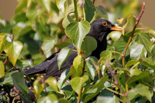 Blackbird Bird Garden Nature Animal Animal World