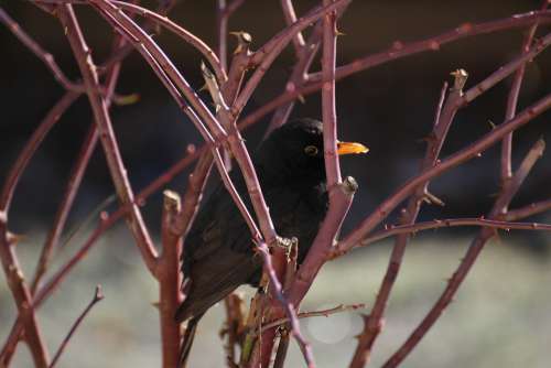 Blackbird Bird Rose Winter Nature
