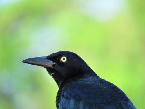 Blackbird Nature Bird Wildlife