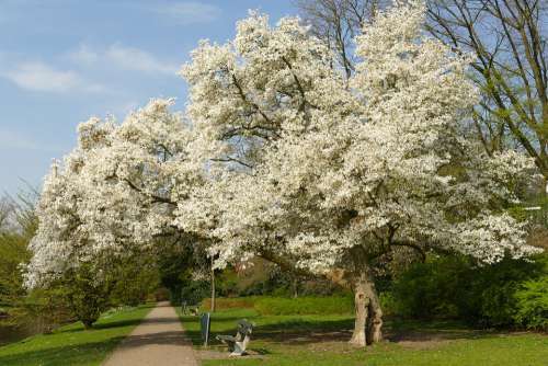 Blossom Tree Spring Park Bank Relax Enjoy Nature