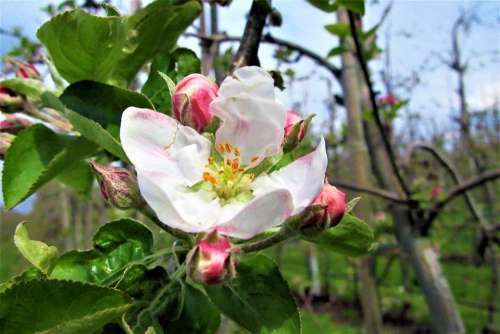 Blossom Apple Blossom Pink White Vegetable Bloom
