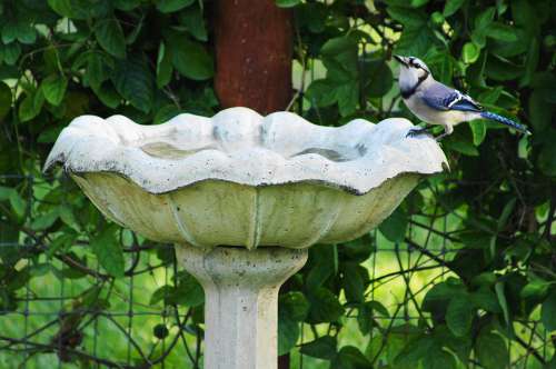 Blue Jay Garden Summer Birdbath Drink Bird