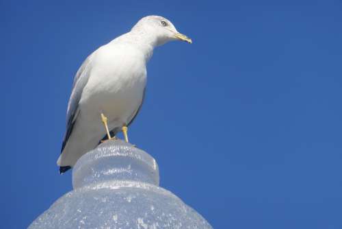 Blue Sky Seagull At The Port Of Montreal
