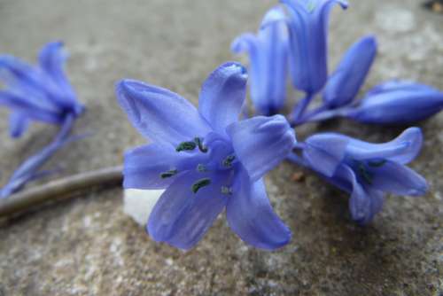 Blue-Violet Grey Flower Spring Nature Flowers