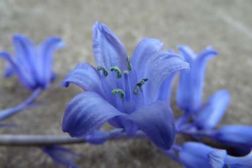 Blue-Violet Flower Bell Petals Blue Violet Nature