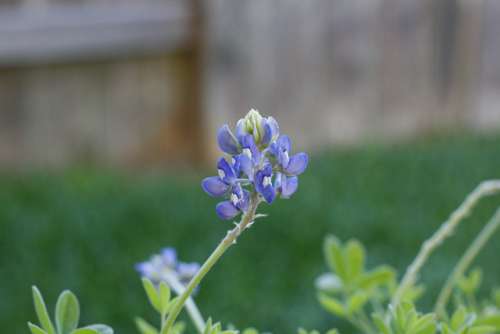 Bluebonnet Blooming Bluebonnets Texas Wildflowers