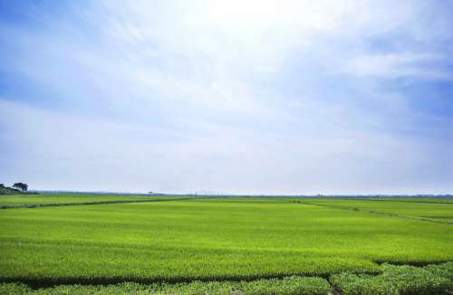 Boreas Rice Paddies Landscape Sky