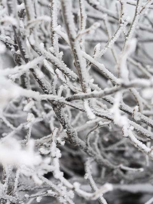 Branch Winter Snow Tree Leann Season Cold Trees