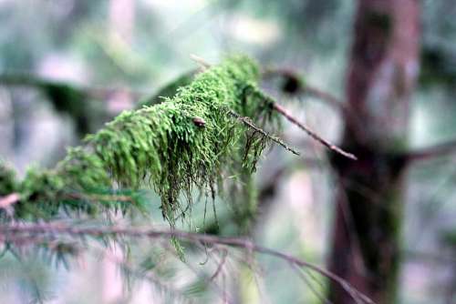 Branch Moss Nature Forest Tree