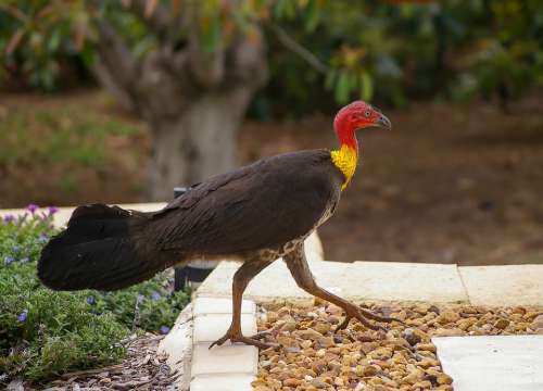 Brush Turkey Bird Black Yellow Red Native