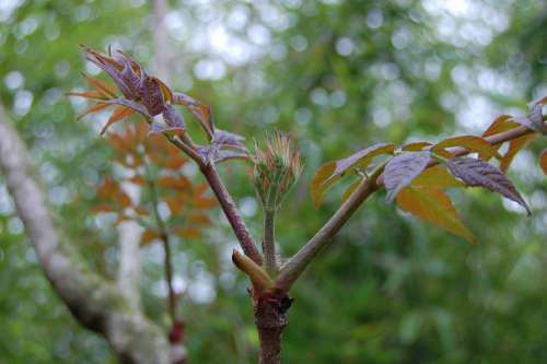 Bud Tree Nature Spring Leaf