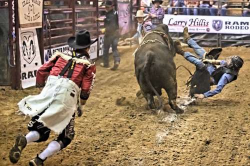 Bull Rider Bull Rodeo Competition Arena Sport