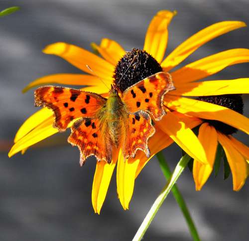 Butterfly Yellow Flowers Nature Insect Wing