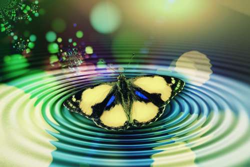 Butterfly Wave Circle Meditation Reflection Middle