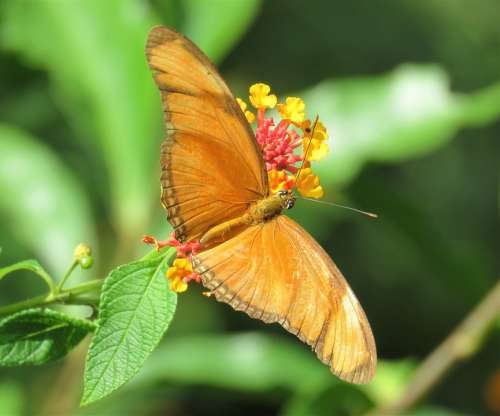 Butterfly Orange Butterflies Insect Nature