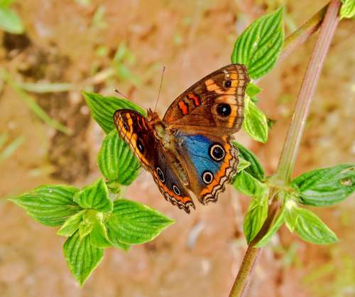 Butterfly Nature Insect Flower Colorful Fauna