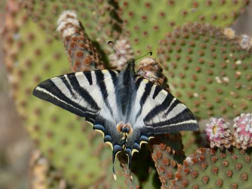 Butterfly Butterfly Cebrada Beauty Cactus